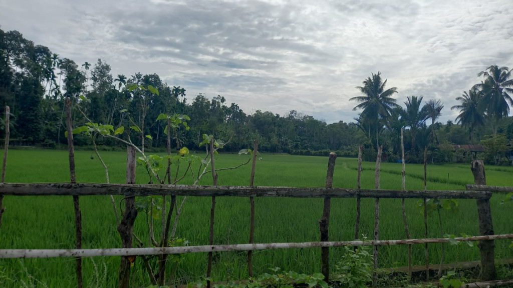 Hamparan Sawah Gamong Panton Raya