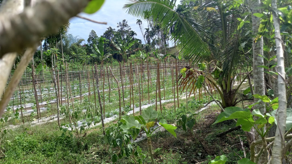 Perkebunan Warga Gampong Panton Raya